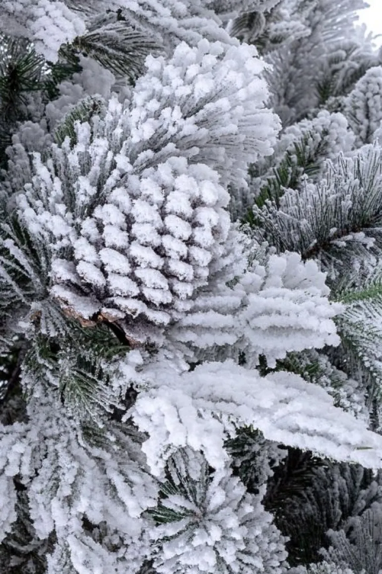 ALBERO ARVES INNEVATO H210-1936RAMI