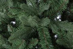 ALBERO FREJUS H180-1623RAMI