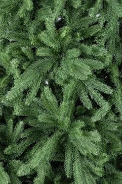 ALBERO TIROLO H180-680RAMI