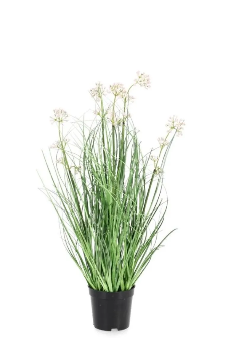 PIANTA ALLIUM C-VASO H60