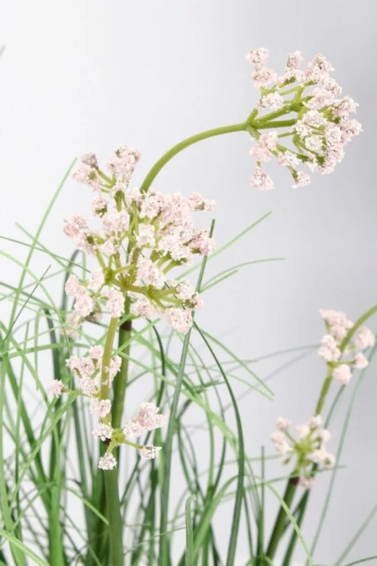 PIANTA ALLIUM C-VASO H60