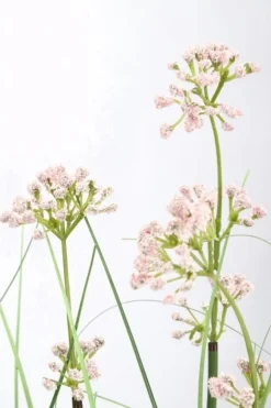 PIANTA ALLIUM C-VASO H90