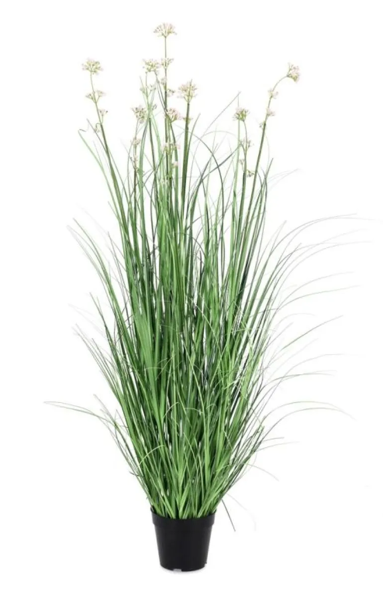 PIANTA ALLIUM C-VASO H110