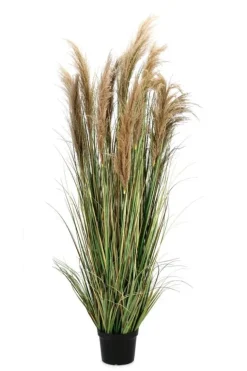 PIANTA AUSTORDERIA PAMPAS C-VASO H180