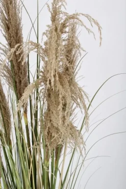 PIANTA AUSTORDERIA PAMPAS C-VASO H145