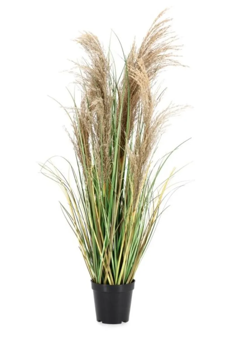 PIANTA AUSTORDERIA PAMPAS C-VASO H90