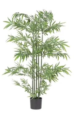 PIANTA BAMBOO C-VASO H150