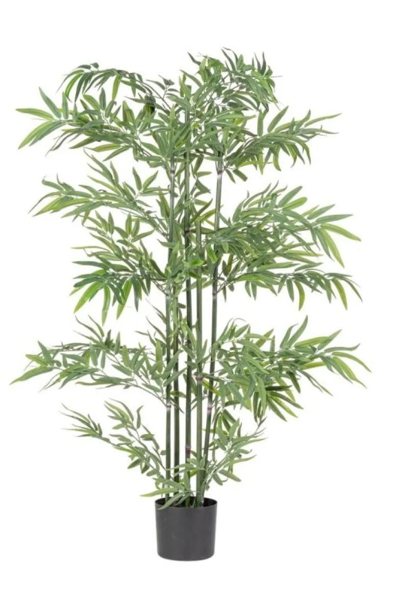 PIANTA BAMBOO C-VASO H150