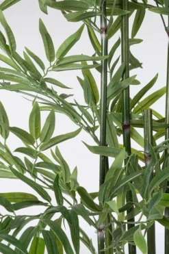 PIANTA BAMBOO C-VASO H150