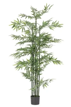 PIANTA BAMBOO C-VASO H190