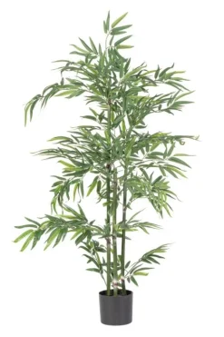 PIANTA BAMBOO C-VASO H130