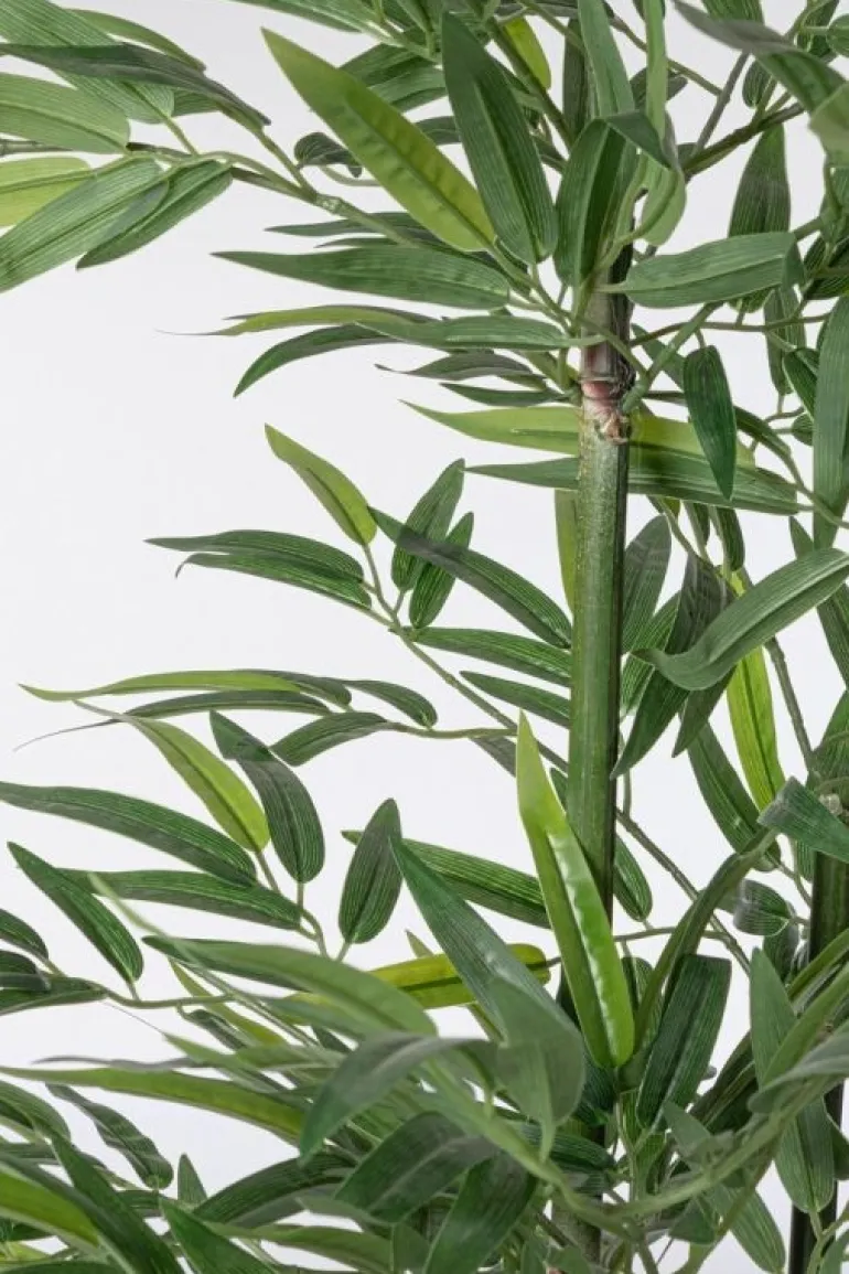 PIANTA BAMBOO C-VASO H130