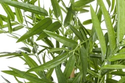 PIANTA BAMBOO C-VASO H130CM