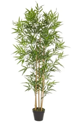 PIANTA BAMBOO C-VASO H155CM