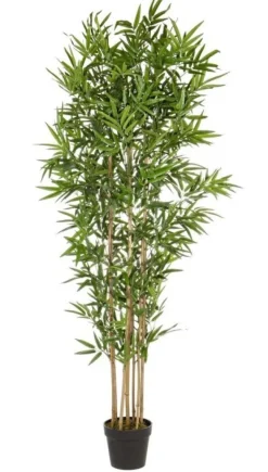 PIANTA BAMBOO C-VASO H185CM