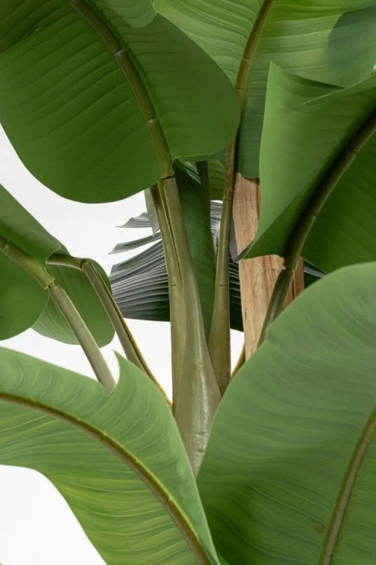 PIANTA BANANO C-VASO 30FOGLIE H320