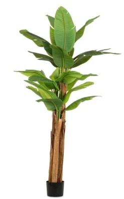 PIANTA BANANO C-VASO 22FOGLIE H240