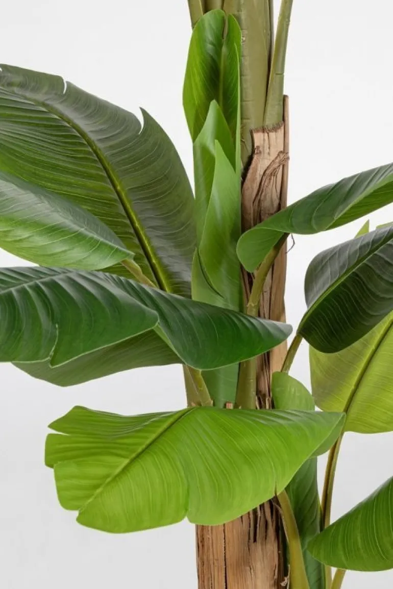 PIANTA BANANO C-VASO 20FOGLIE H200