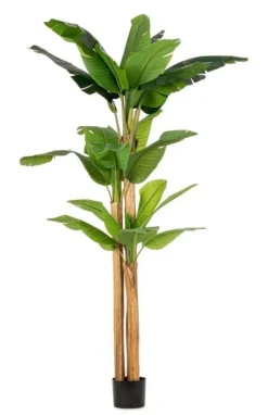 PIANTA BANANO C-VASO 24FOGLIE H280