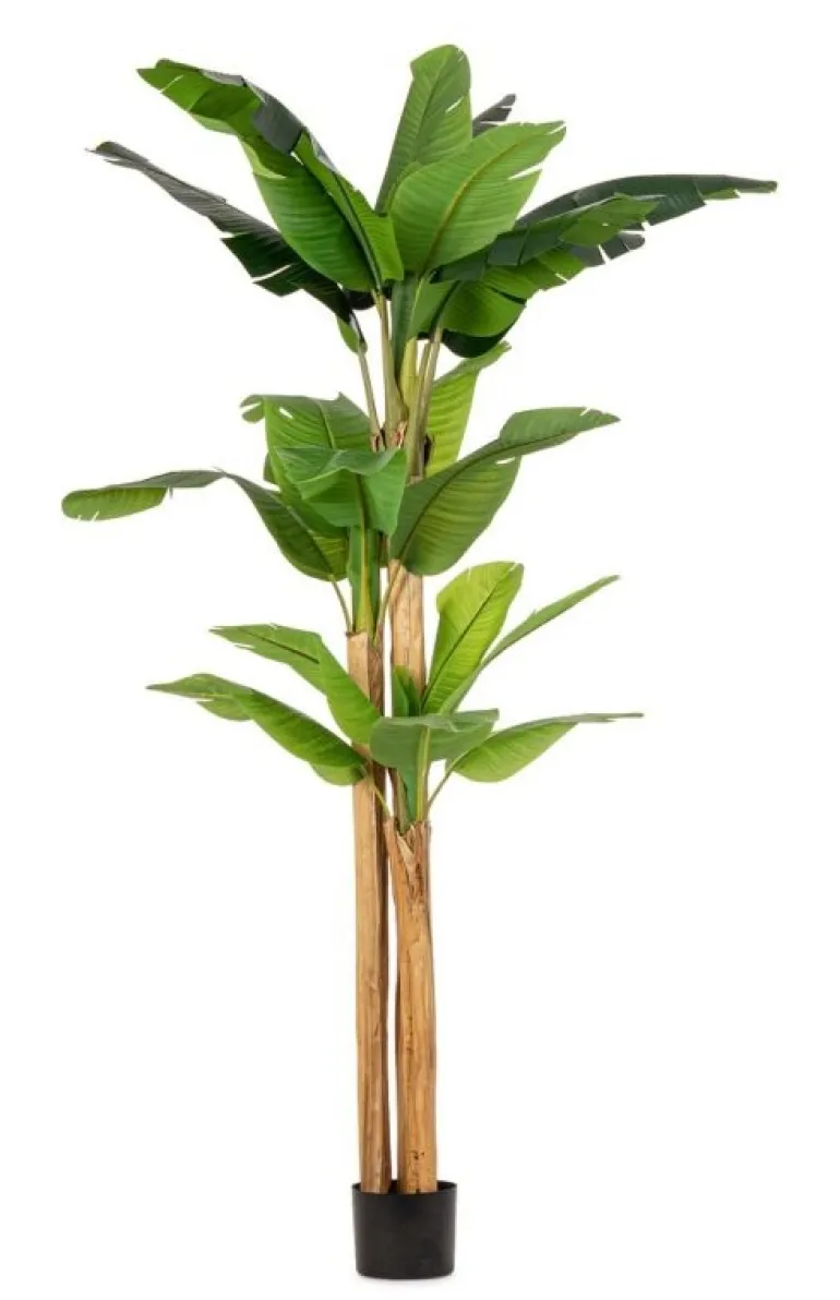 PIANTA BANANO C-VASO 24FOGLIE H280