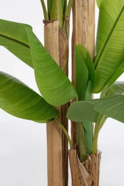 PIANTA BANANO C-VASO 24FOGLIE H280