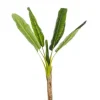 PIANTA BANANO C-VASO 7FOGLIE H113