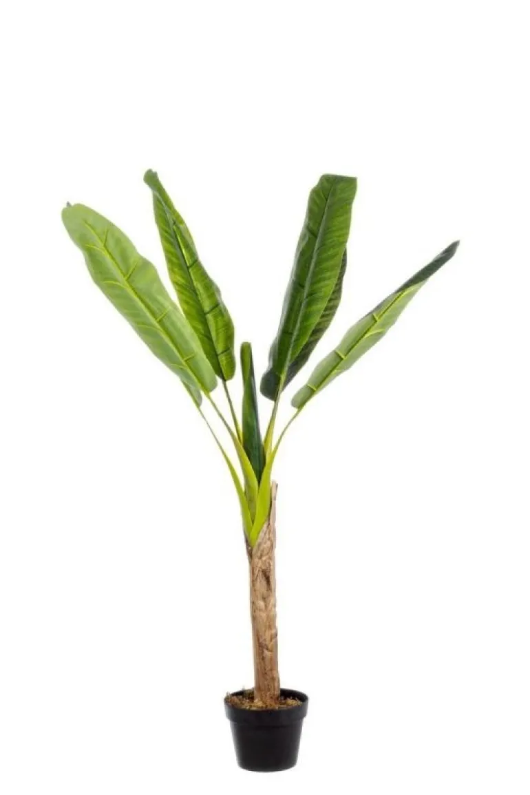 PIANTA BANANO C-VASO 7FOGLIE H113
