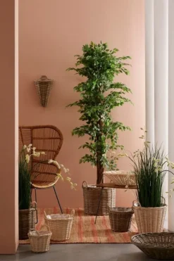 PIANTA BANYAN C-VASO 2480FOGLIE H210