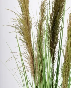 PIANTA CARINE PAMPAS VERD MARR C-VA H145