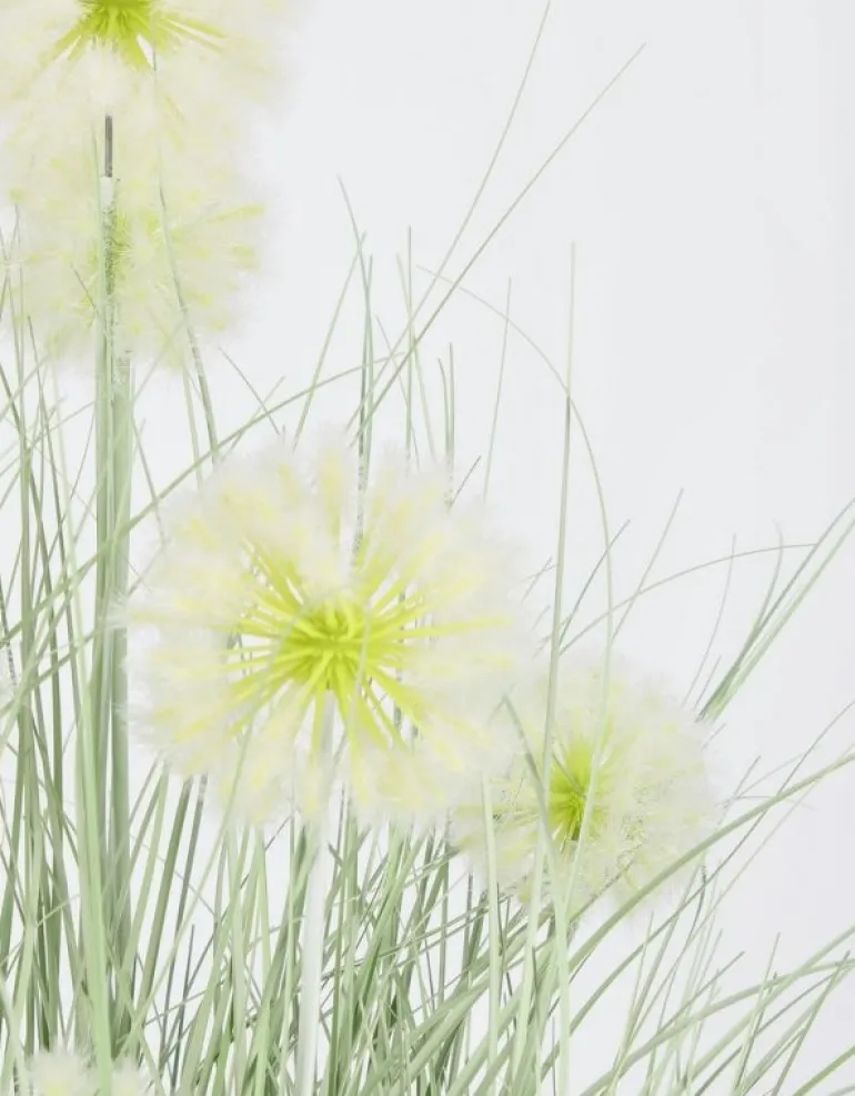 PIANTA CEBOLLA BIANCO C-VASO X7F H105