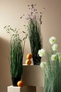 PIANTA CEBOLLA BIANCO C-VASO X7F H105