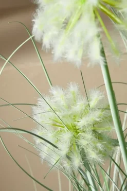 PIANTA CEBOLLA BIANCO C-VASO X4F H75