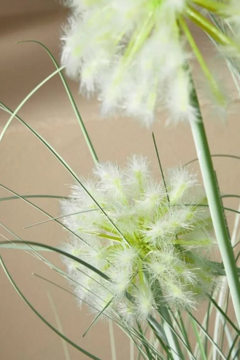 PIANTA CEBOLLA BIANCO C-VASO X4F H75