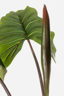 PIANTA DIEFFENBACHIA C-V 10FOGLIE H134