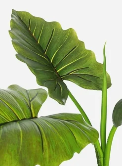 PIANTA DIEFFENBACHIA C-VASO 7FOGLIE H78