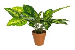 PIANTA DIEFFENBACHIA C-VASO 30FOGLIE H45