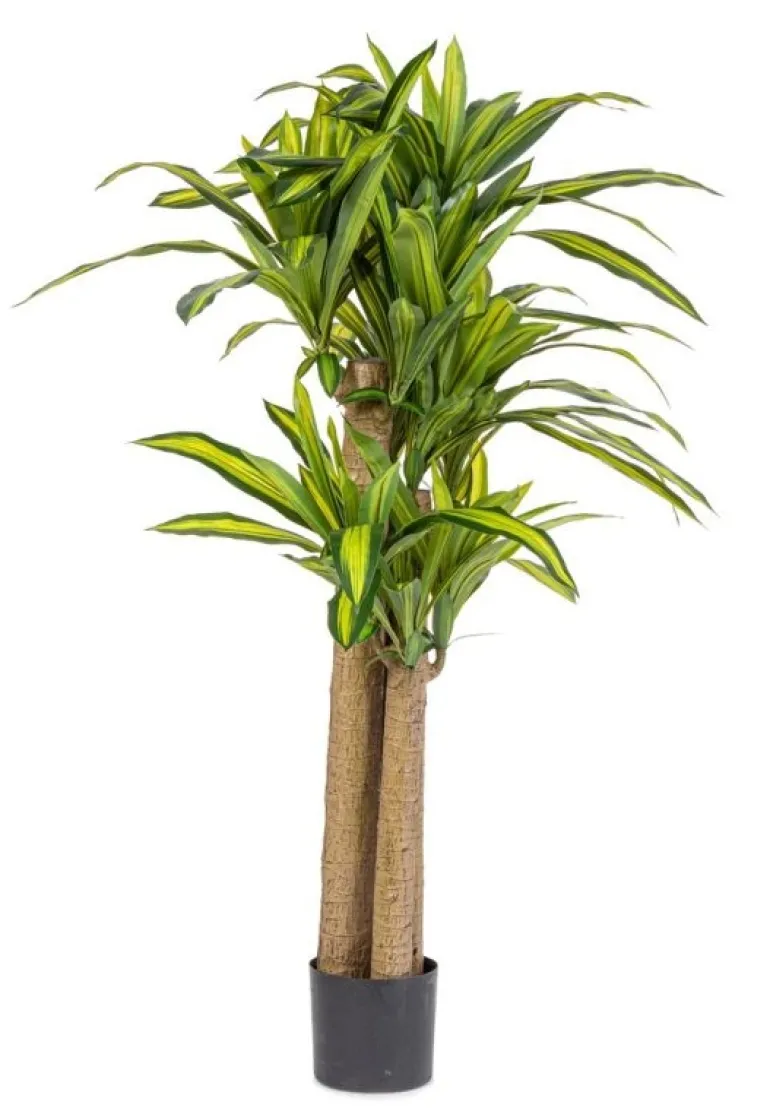 PIANTA DRACAENA C-VASO H150