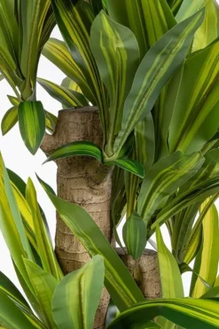 PIANTA DRACAENA C-VASO H150