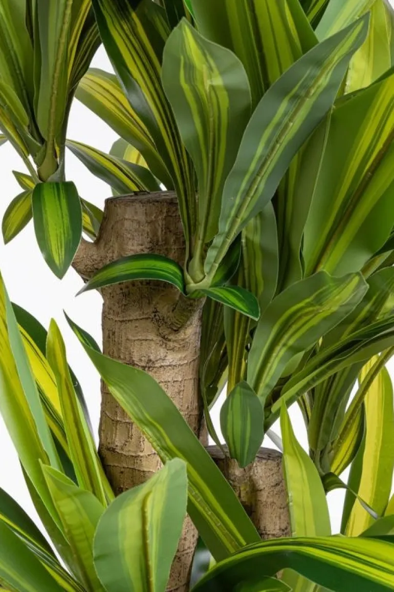 PIANTA DRACAENA C-VASO H150