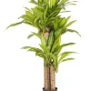 PIANTA DRACAENA C-VASO H130