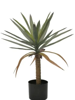 PIANTA DRACAENA C-VASO H62