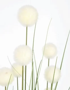 PIANTA ERIOPHORUM BIANC C-VASO X10F H110