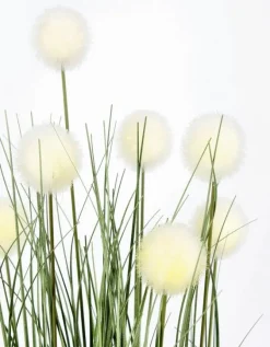 PIANTA ERIOPHORUM BIANCO C-VASO X7F H68