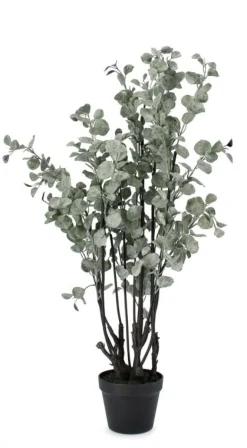 PIANTA EUCALIPTO C-VASO H110