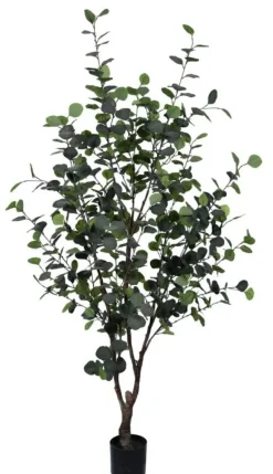 PIANTA EUCALIPTO C-VASO H180