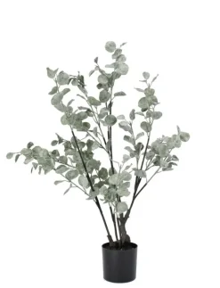 PIANTA EUCALIPTO C-VASO H82