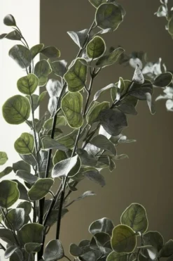 PIANTA EUCALIPTO C-VASO H82