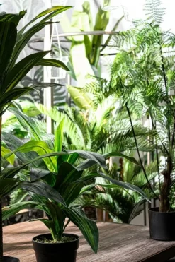 PIANTA FELCE C-VASO 75FOGLIE H108