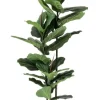 PIANTA FICUS LYRATA C-VASO 39FOGLIE H145