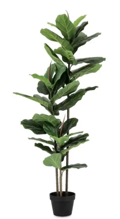 PIANTA FICUS LYRATA C-VASO 39FOGLIE H145